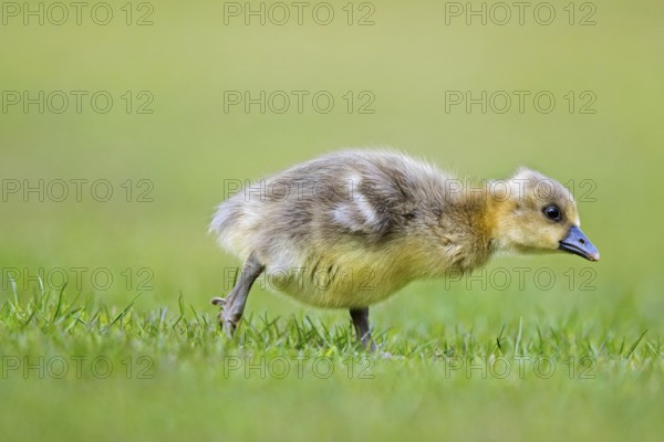 Greylag goose, graylag goose (Anser anser) cute gosling walking over grassland in spring