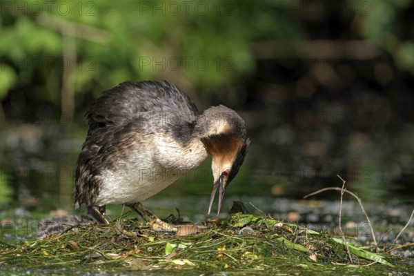 Great Crested Grebe (Podiceps cristatus), adult bird and chick on the nest, adult bird turning an egg in the nest, Krickenbecker Seen, North Rhine-Westphalia, Germany, Europe