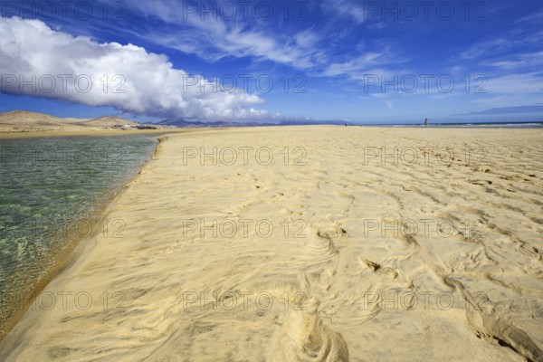 Extensive sandy beach Playa Risco del Paso, Playa de Sotavento with a clear blue sky and clouds, with water at the edge, Pajara, Fuerteventura, Canary Islands, Spain, Europe