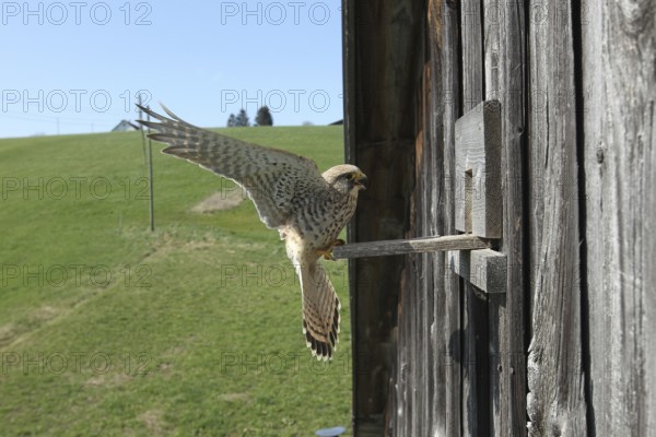 Kestrel (Falco tinnunculus) female lands at the breeding site in a field barn, Allgäu, Bavaria, Germany, Allgäu, Bavaria, Germany, Europe