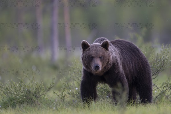 Brown bear (Ursus arctos) in the Finnish taiga, Kuusamo, Finland, Europe