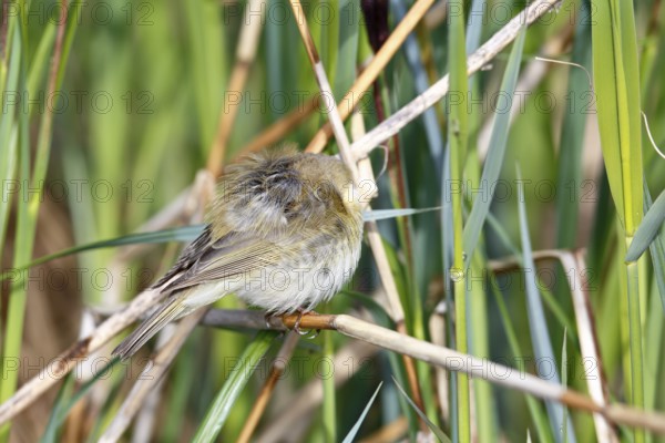 Chiffchaff or willow warbler (Phylloscopus collybita), sleeping animal in the biotope, Flusslandschaft Peenetal nature park Park, Mecklenburg-Western Pomerania, Germany, Europe