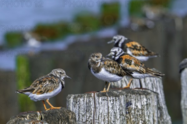 Ruddy turnstones (Arenaria interpres) two juveniles and adults in breeding plumage resting on wooden breakwater during high tide in summer