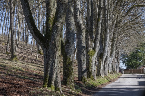 Leafless lime tree avenue (Tilia) in front of the Wülzburg, Weißenburg, Middle Franconia, m Bavaria, m Germanybd
