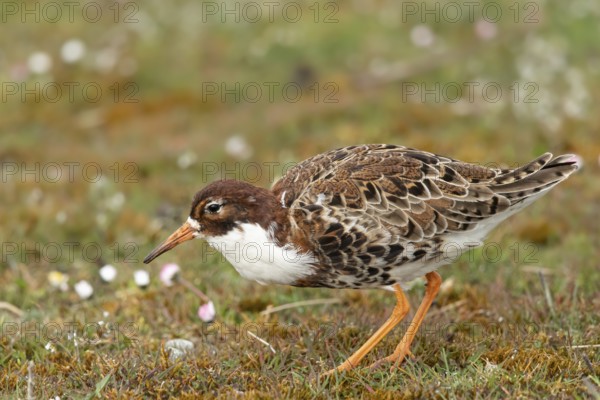 Ruff (Calidris pugnax) male, Oeland, Sweden, Europe