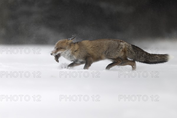 Red fox in the snow, Steinborn, Rhineland-Palatinate, Germany, Europe