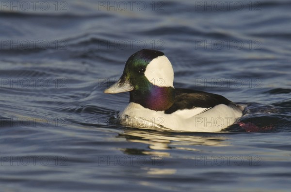 Bufflehead (Bucephala albeola) male, California, USA, North America