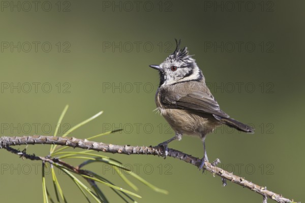 European Crested Tit (Lophophanes cristatus), Portugal, Europe