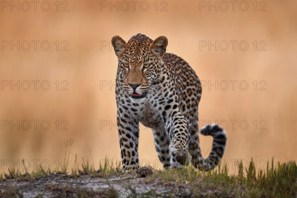 Leopard golden grass sunset, South Lunagwa, Zambia, Africa. Big spotted cat in the wild nature. Wildlife Botswana. Wild leopard walk in long gold grass, hot day in Africa, Africa