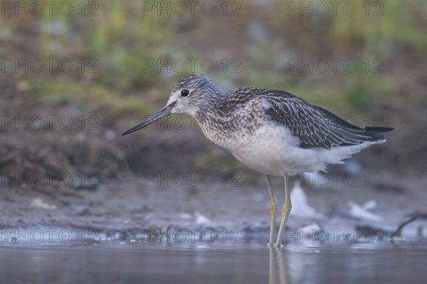 Common Greenshank (Tringa nebularia), North Rhine-Westphalia, Germany, Europe