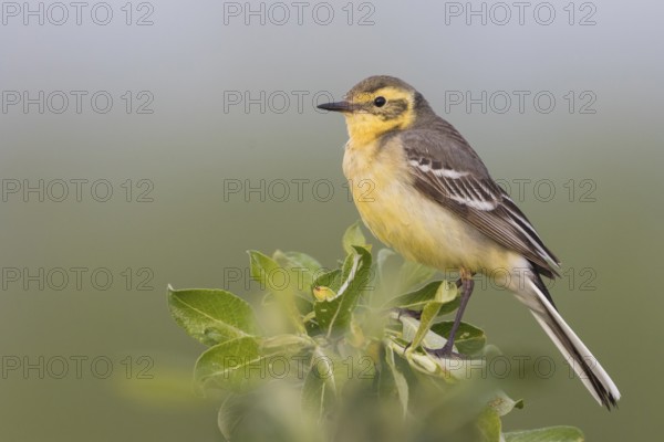 Citrine Wagtail - Zitronenstelze - Motacilla citreola ssp. citreola, Russia, Europe