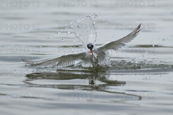 Common Tern (Sterna hirundo) flying, Lower Saxony, Germany, Europe