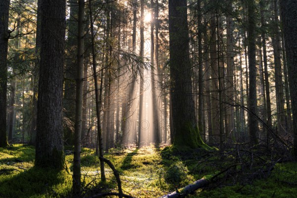 Rays of sunlight penetrate the dense forest and create contrasts of light and shadow, Unterhaugstett, Black Forest, Germany, Europe