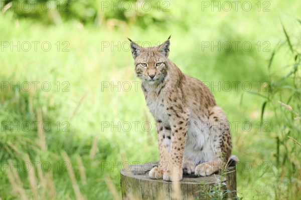 Eurasian lynx (Lynx lynx) sitting on a tree trunk, Bavaria, Germany, Europe