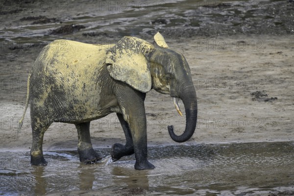 African forest elephants (Loxodonta cyclotis) in the Dzanga Bai forest clearing, Dzanga-Ndoki National Park, Unesco World Heritage Site, Dzanga-Sangha Complex of Protected Areas (DSPAC), Sangha-Mbaéré Prefecture, Central African Republic, Africa