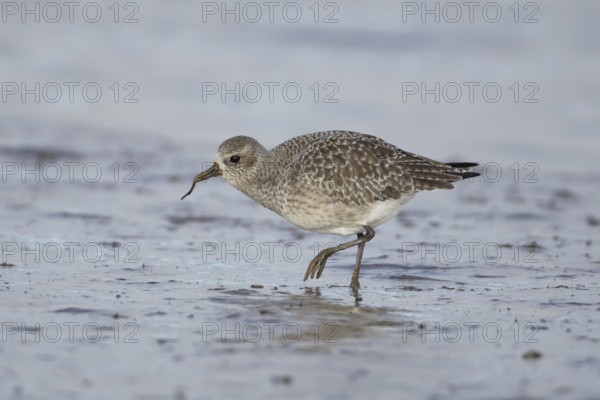 Grey plover (Pluvialis squatarola) adult bird in winter plumage feeding on a mudflat, England, United Kingdom, Europe