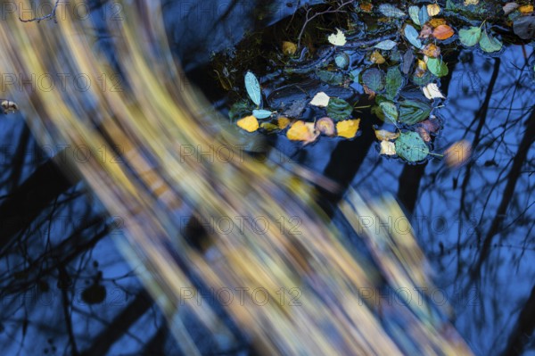 Autumn leaves in the water of the Hunte, water, autumn, Oldenburg district, Dötingen, Lower Saxony, Germany, Europe