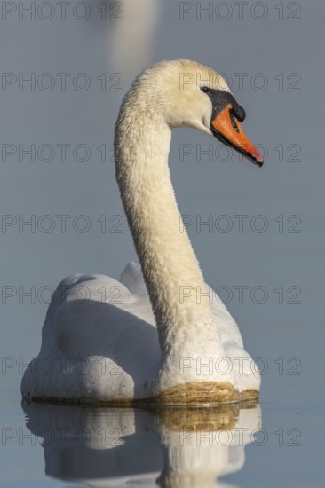 Mute swan (Cygnus olor) swimming on the water of a lake, Bas-Rhin, Alsace, Grand Est, France, Europe