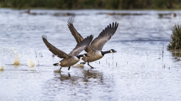 Canada Goose, Branta canadensis, birds in flight over marshes at winter