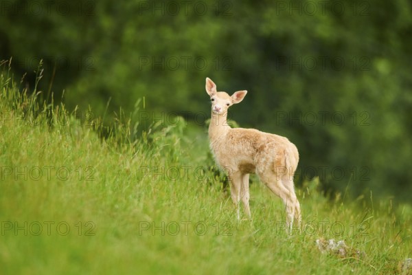 European fallow deer (Dama dama) fawn standing on a meadow, tirol, Kitzbühel, Wildpark Aurach, Austria, Europe