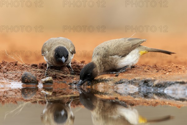 Grey bulbul (Pycnonotus barbatus), adult, pair, at the water, drinking, Kruger National Park, Kruger National Park, Krugerpark, South Africa, Africa