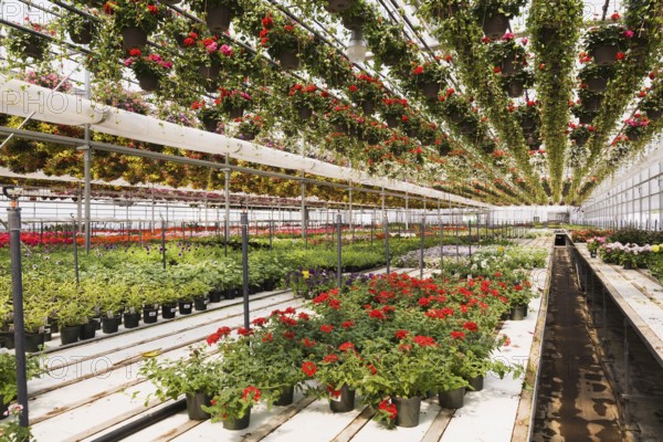Red Pelargonium, Geranium flowers in hanging baskets plus mixed flowering plants in containers inside greenhouse in spring, Quebec, Canada, North America