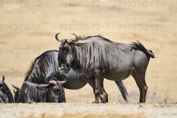 Blue wildebeest (Connochaetes taurinus) standing in the dessert, captive, distribution Africa