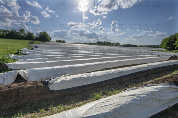 Asparagus field covered with white foil (Asparagus) against the light, Middle Franconia, Bavaria, Germany, Europe