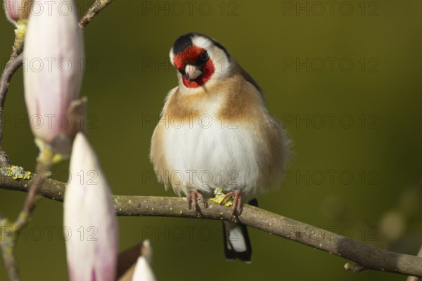 European goldfinch (Carduelis carduelis) adult bird in a flowering garden Magnolia tree in the springtime, Suffolk, England, United Kingdom, Europe