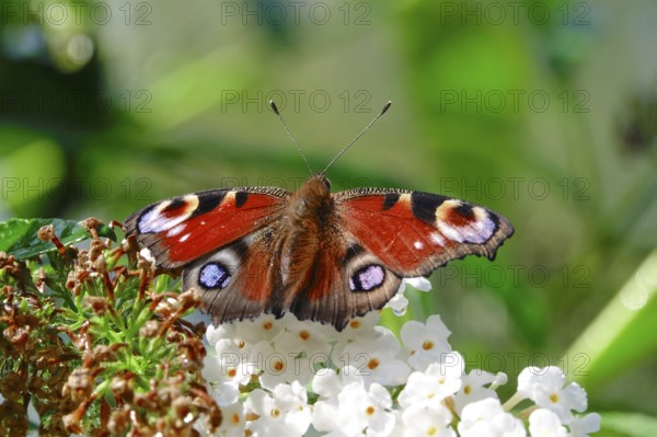 Peacock butterfly (Inachis io), September, Mecklenburg-Western Pomerania, Germany, Europe