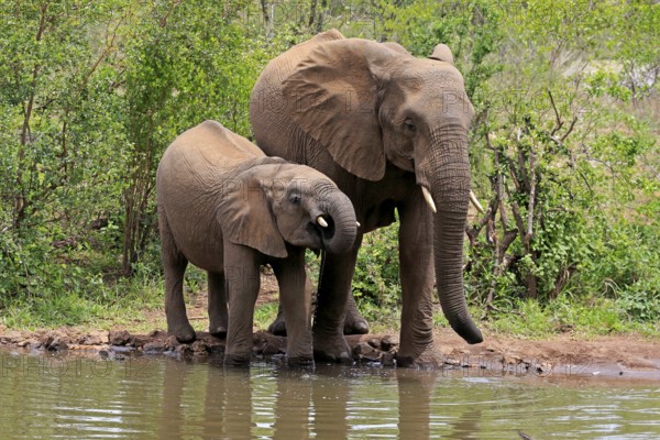 African elephant (Loxodonta africana), young animal, mother, mother with young animal, at the water, drinking, Kruger National Park, Kruger National Park, South Africa, Africa