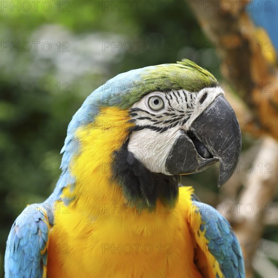 Yellow-breasted Macaw (Ara ararauna), animal portrait, occurrence South America, captive, Hesse, Germany, Europe