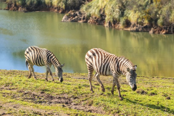 Two zebras are grazing on a grassy hillside by a river. The scene is peaceful and serene, with the zebras enjoying the natural beauty of their surroundings