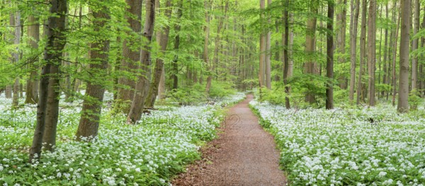 Panorama, hiking trail through the ramson (Allium ursinum) in the beech forest, Hainich National Park, Bad Langensalza, Thuringia, Germany, Europe