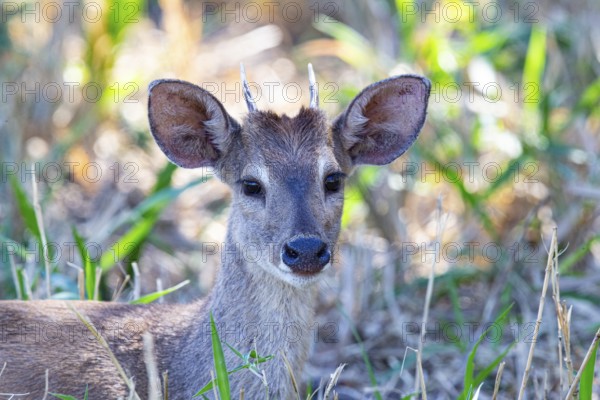 Grossmazama (Mazama americana) Pantanal Brazil