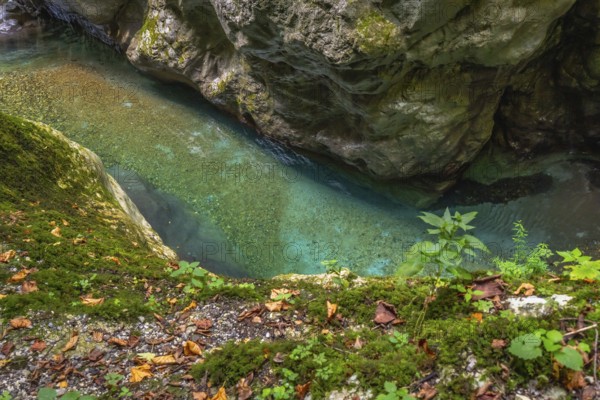 Clear turquoise water flows through the narrow tolmin gorges canyon, surrounded by moss covered rocks and fallen leaves