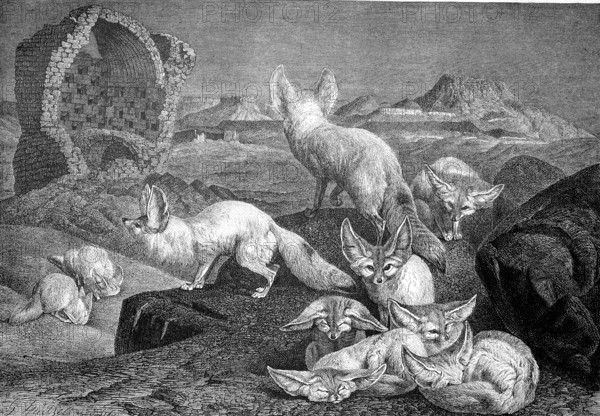 Desert foxes in the night, Fennek, Vulpes zerda, Historical, digitally restored reproduction from a 19th century original, Record date not stated