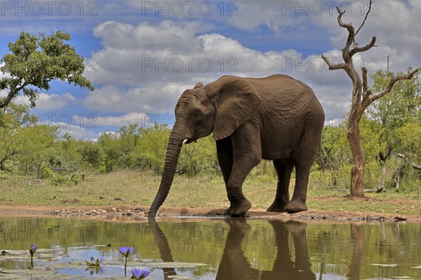 African elephant (Loxodonta africana), bull, male, at the water, drinking, Kruger National Park, Kruger National Park, South Africa, Africa