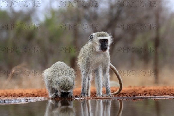 Vervet Monkey (Chlorocebus pygerythrus), adult, two animals, drinking, at the water, Kruger National Park, Kruger National Park, Kruger National Park South Africa