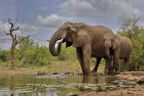 African elephant (Loxodonta africana), adult, bull, male, young, bull with young, at the water, drinking, Kruger National Park, Kruger National Park, South Africa, Africa