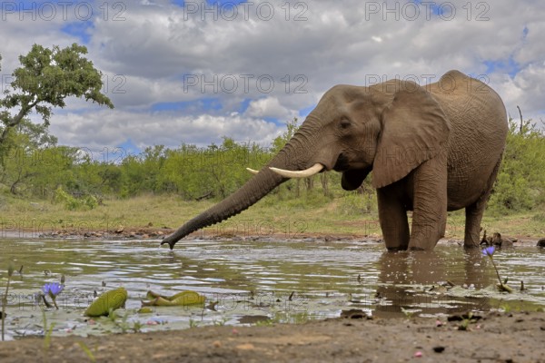 African elephant (Loxodonta africana), bull, male, at the water, drinking, Kruger National Park, Kruger National Park, South Africa, Africa