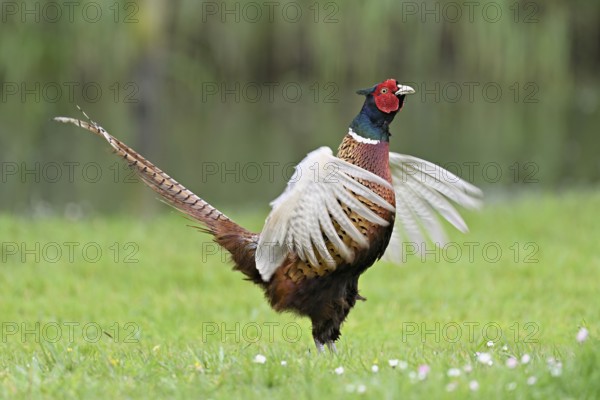 Pheasant (Phasianus colchicus), male, mating, flapping wings, fluttering, Texel, North Holland, Netherlands