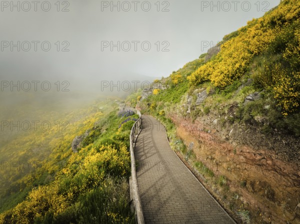 Madeira tourism, hiking walk path in blooming Cytisus shrubs, Portugal and mountains in clouds. Miradouros do Paredao, Madeira island, Portugal, Europe