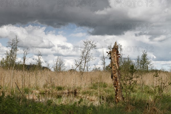 A moorland landscape with a dead tree and dramatic sky with clouds, view into the moor at the river Peene, Naturpark Flusslandschaft Peenetal, Mecklenburg-Vorpommern, Germany, Europe