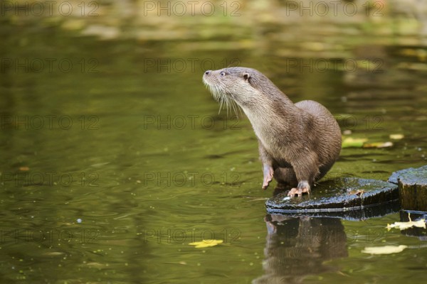 Eurasian otter (Lutra lutra) on a tree trunk in the water of a little lake, Bavaria, Germany, Europe
