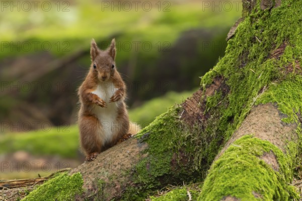 Red squirrel (Sciurus vulgaris) adult animal on a pine tree trunk in a forest, Yorkshire, England, United Kingdom, Europe