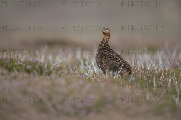 Red grouse (Lagopus lagopus scotica) adult female bird stood on flowering heather on a moorland in summer, Yorkshire, England, United Kingdom, Europe