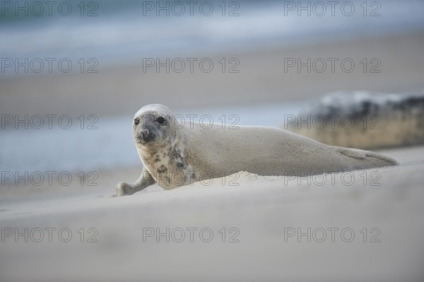 Close-up of harbor or harbour seal (Phoca vituliana vitulina) in spring (april) on Helgoland a small Island of northern Germany