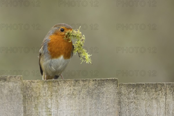European robin (Erithacus rubecula) adult bird with nesting material in its beak on a garden wooden fence in spring, Suffolk, England, United Kingdom, Europe