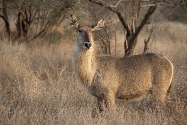 Ellipsen waterbuck (Kobus ellipsiprymnus), adult female in dry grass, Kruger National Park, South Africa, Africa
